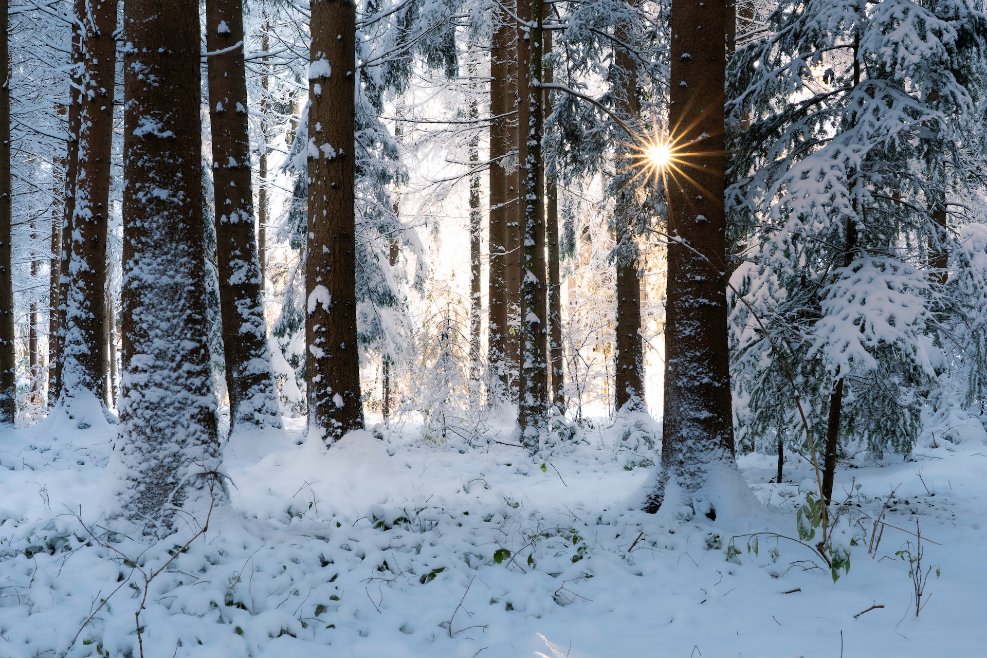 Winter Scene